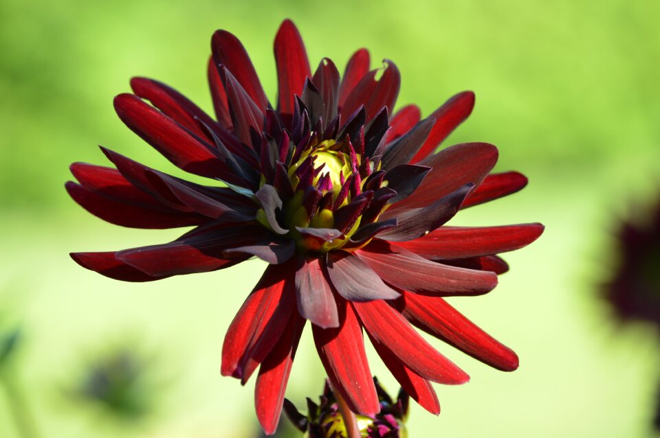 Flower plant flower garden
