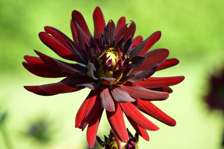Flower plant flower garden