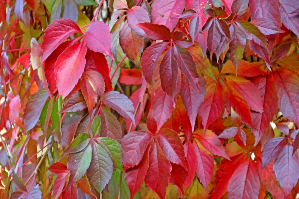 Seasons fall foliage fall color