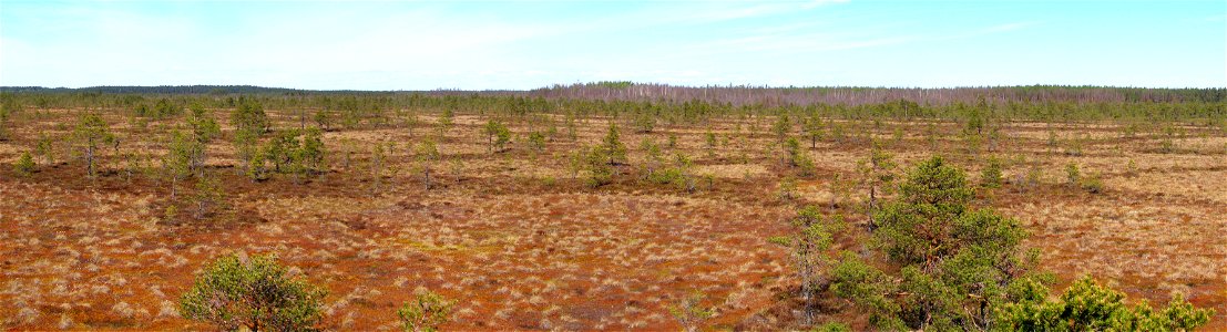 Hara bog in Lahemaa National Park, Estonia.