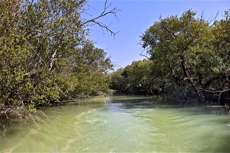 Mangrove forrests near Bandar-e Dschask in Hormozgan province, southern Iran.