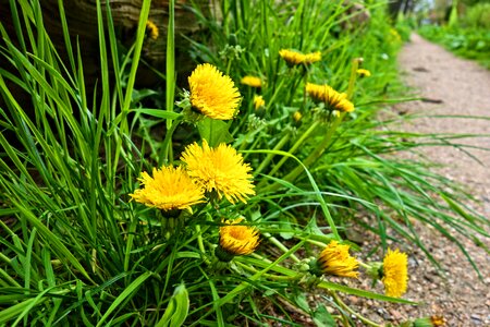 Blossom herb medicinal