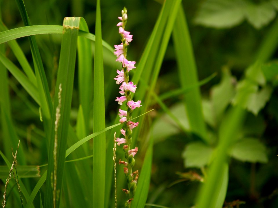 ネジバナ[捩花][Spiranthes sinensis (Pers.) Ames var. amoena (M.Bieb.) H.Hara]