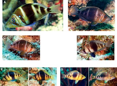 Figure 2; Hypoplectrus floridae and Hypoplectrus puella. A, B H. floridae from PNSAV C, D H. floridae from southeast Florida E–H H. puella E Roatan F Bonaire G Bonaire H Southeast Florida. photo