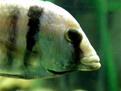 Image title: Fish head Image from Public domain images website, http://www.public-domain-image.com/full-image/fauna-animals-public-domain-images-pictures/fishes-public-domain-images-pictures/fish-head photo