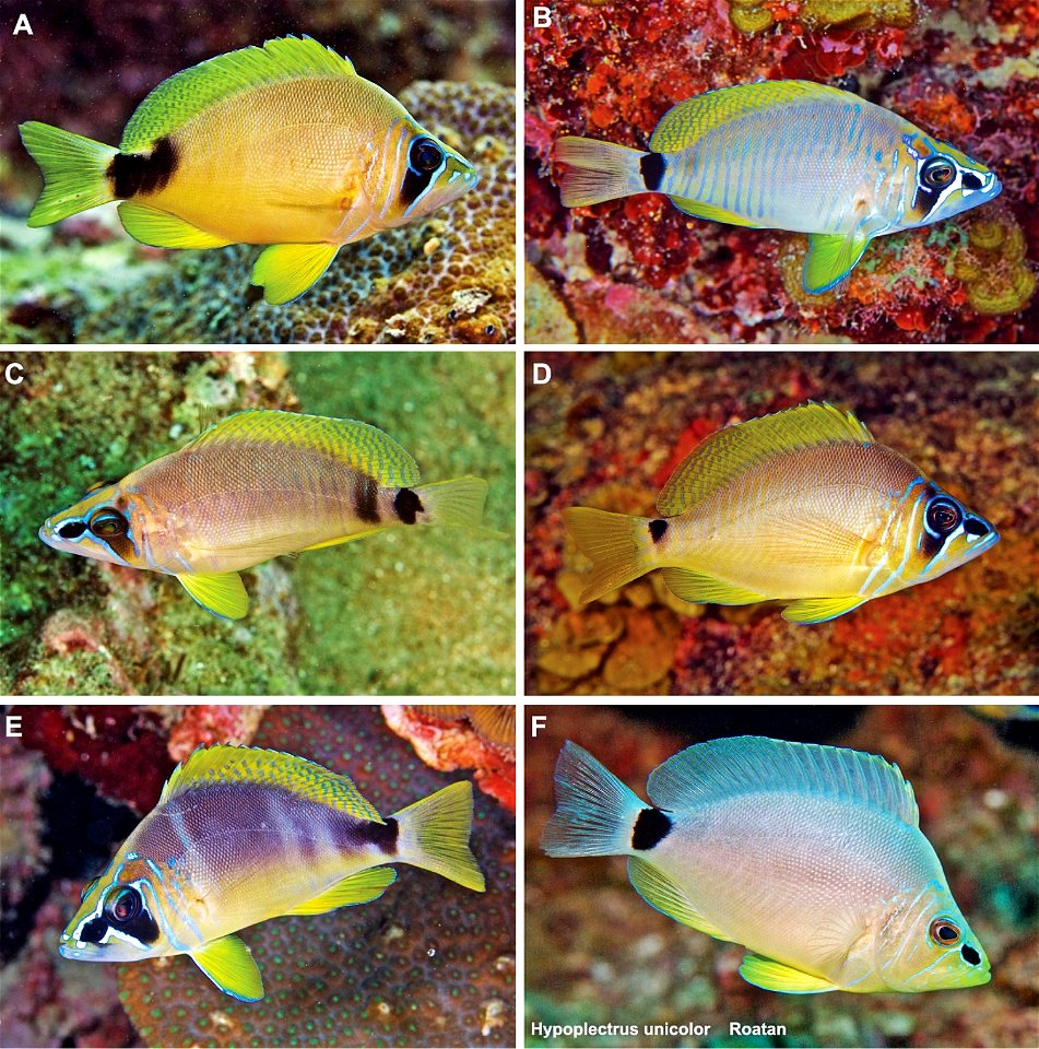 Figure 14; Adults of Hypoplectrus castroaguirrei and its Caribbean look-alike congener H. unicolor. A–E H. castroaguirrei in the PNSAV F H. unicolor at Roatan.