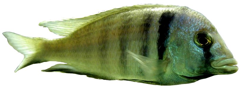 Image title: Sea fish on white background
Image from Public domain images website, http://www.public-domain-image.com/full-image/fauna-animals-public-domain-images-pictures/fishes-public-domain-images