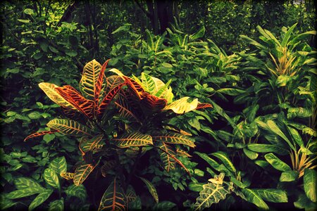 Rainforest exotic south america