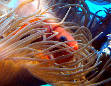 Amphiprion ephippium at the Birch Aquarium in San Diego, California, USA.