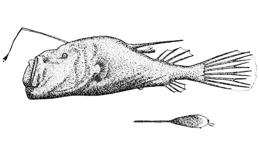 Ceratias tentaculatus holotype