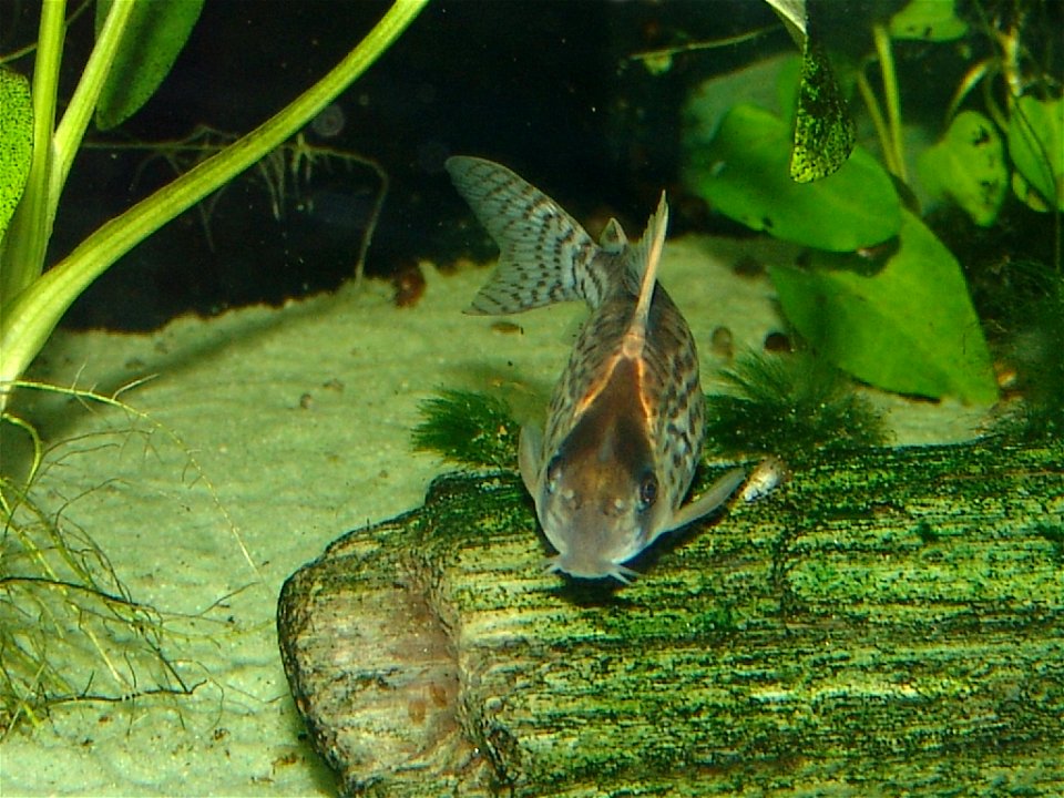 Corydoras schwartzi front