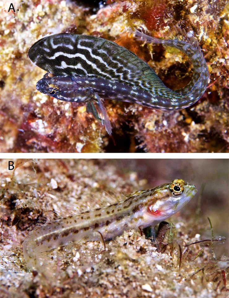 Figure 8; Emblemaria pandionis in the PNSAV A male B female or uncolored male.