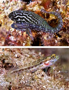 Figure 8; Emblemaria pandionis in the PNSAV A male B female or uncolored male.
