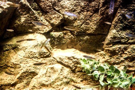 Ladigesocypris ghigii in Rhodes Aquarium photo