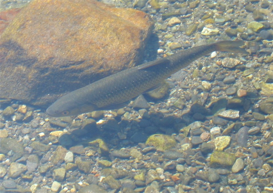 Squalius squalus in Lake Maggiore