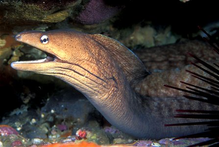 Gymnothorax nubilus (Grey moray)