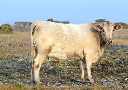 Calf cattle bovine