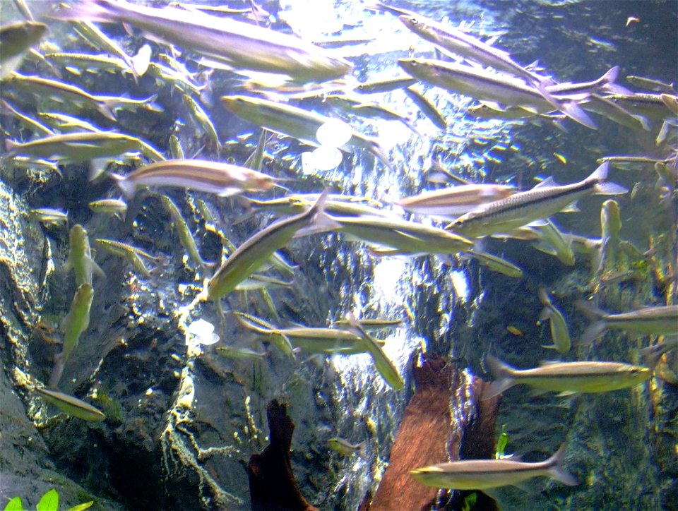 School of Luciosoma bleekeri (ปลาซิวอ้าว Pla siu ao) at Bueng Chawak Aquarium in Suphanburi