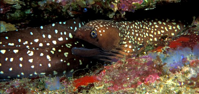 Gymnothorax prionodon (Australian mottled moray)