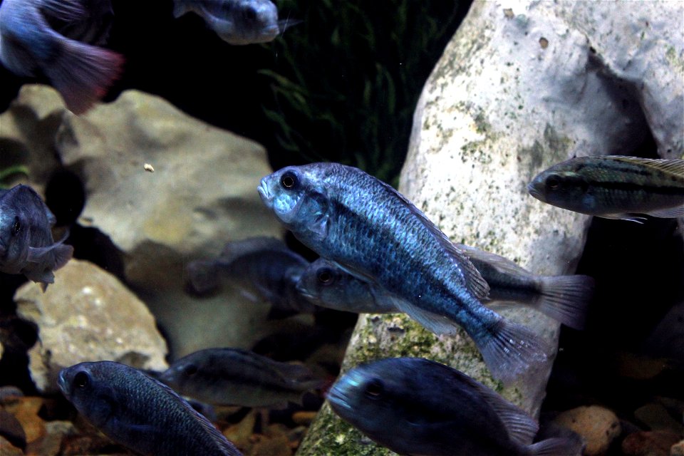Different types of fishes
A Degeni Cichlid among the rocks(Haplochromis Degeni).