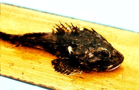 Image title: Great sculpin fish picture
Image from Public domain images website, http://www.public-domain-image.com/full-image/fauna-animals-public-domain-images-pictures/fishes-public-domain-images-p