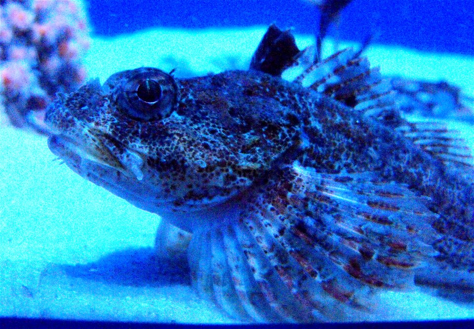 Artedius fenestralis at the Birch Aquarium in San Diego, California, USA.