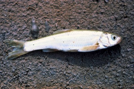 Image title: Virginia river spinedace fish lepidomeda mollispinis mollispinis Image from Public domain images website, http://www.public-domain-image.com/full-image/fauna-animals-public-domain-images- photo