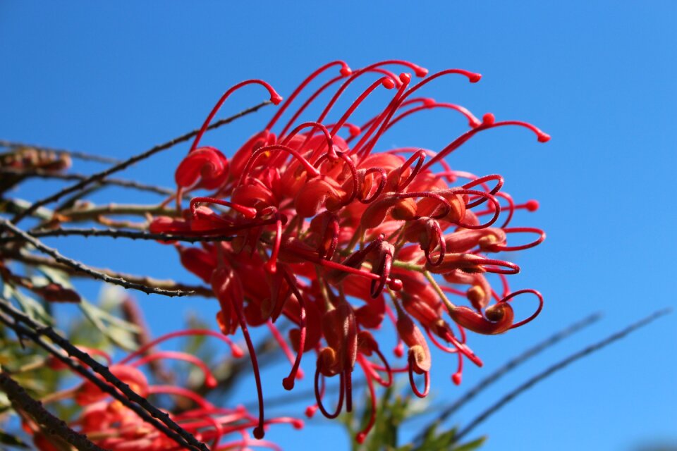 Spider flower unusual red