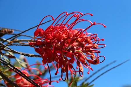Spider flower unusual red
