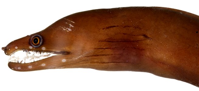 Enchelycore carychroa, Head (Caribbean Chestnut Moray) photo