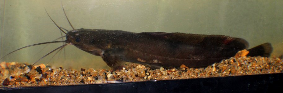 Clarias maclareni photo