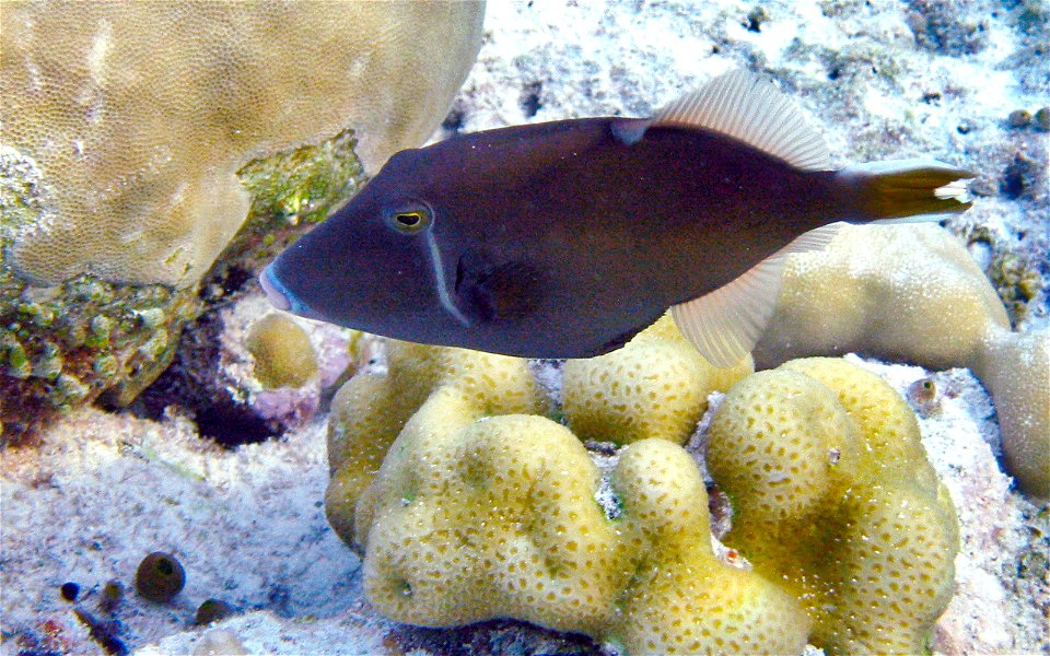 Sufflamen chrysopterum2
