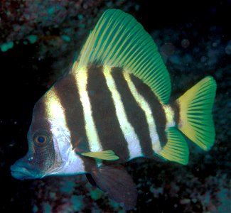 Evistias acutirostris (Striped boarfish)
