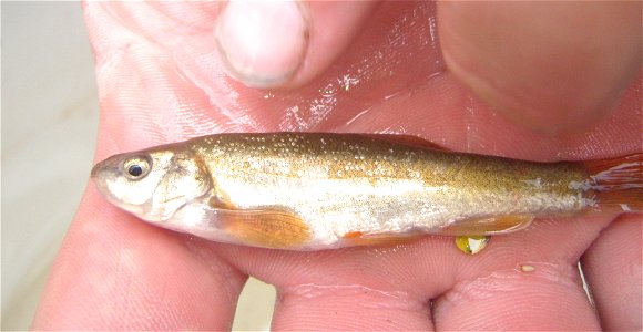 Northern Leatherside Chub from an unnamed tributary of Hayden Creek, Bear River Drainage, in the Uinta Mountains, Utah
A Utah Division of Wildlife Resources range expansion program.