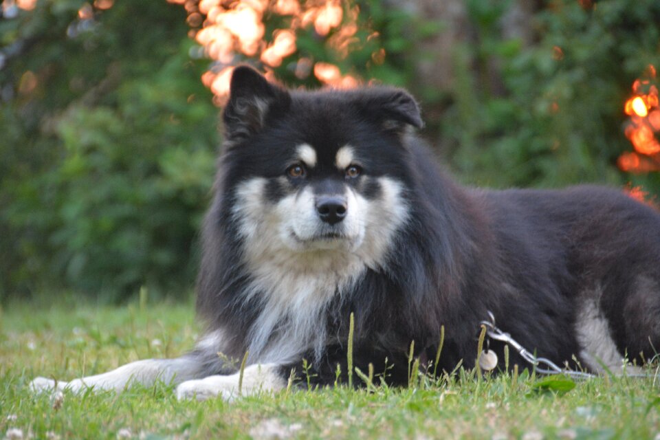 Pet park outdoors