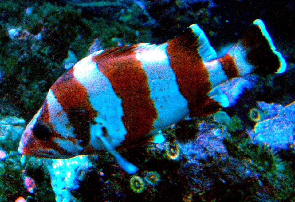 Sebastes rubrivinctus at the Birch Aquarium in San Diego, California, USA.