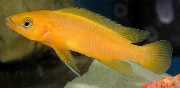 Adult Neolamprologus longior in an aquarium photo