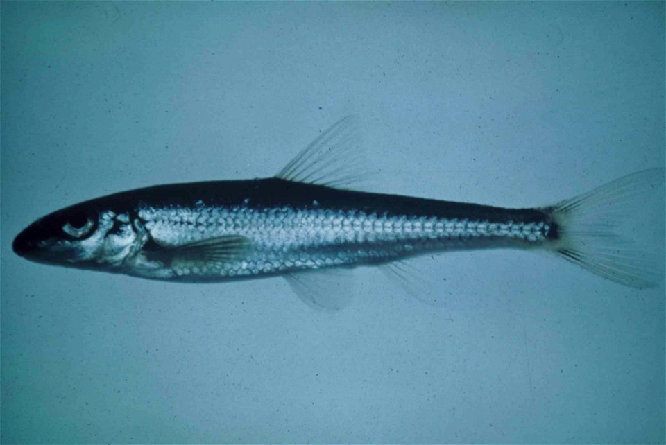 Image title: Slender chub fish erimystax cahni Image from Public domain images website, http://www.public-domain-image.com/full-image/fauna-animals-public-domain-images-pictures/fishes-public-domain-i photo