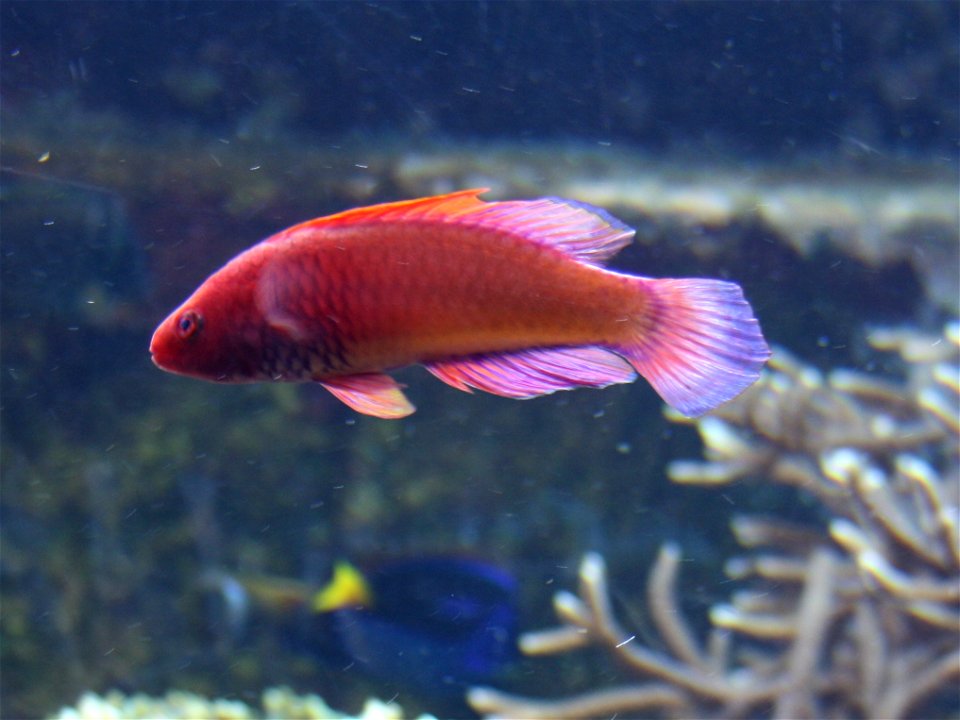 Photo of rosy-scales fairy-wrasse taken at London Zoo December 2015