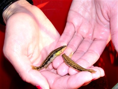 Goldline darters, Percina aurolineata
