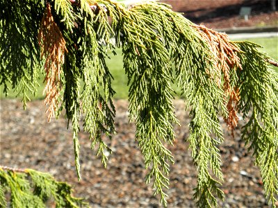 Chamaecyparis nootkatensis var. Aureovariegata, branches, Parque El Pilar de Ciudad Real, Spain