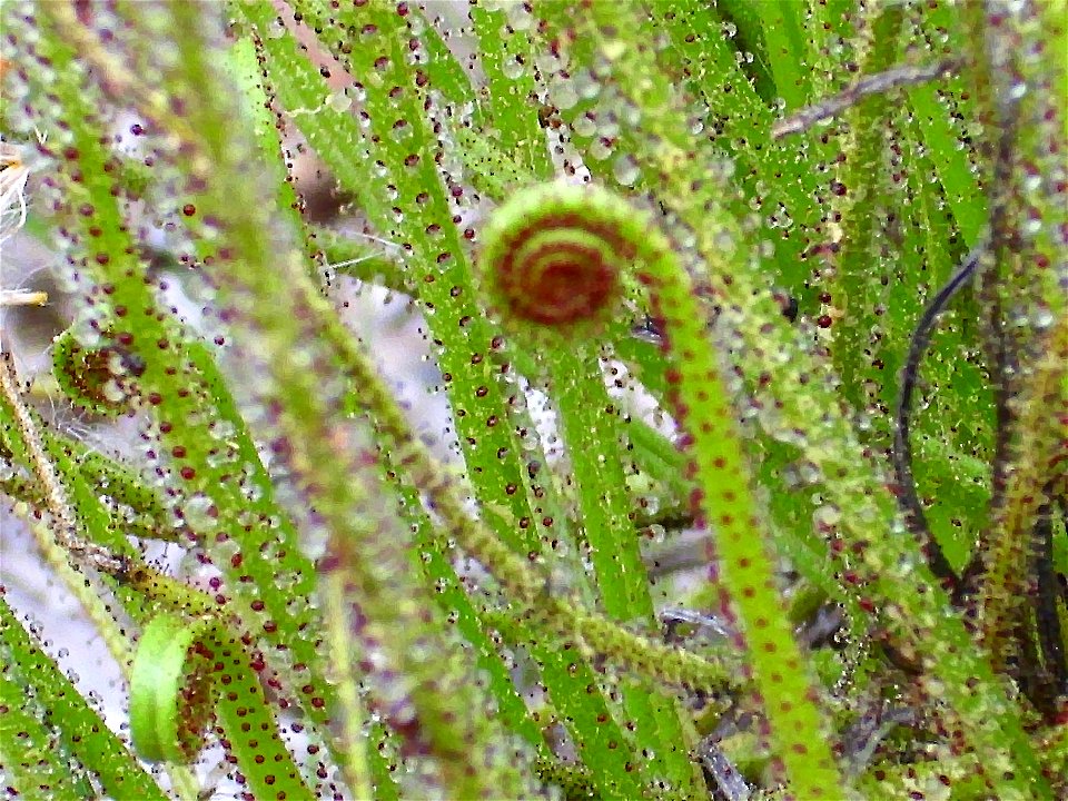 Drosophyllum lusitanicum stems, Sierra Madrona, Spain