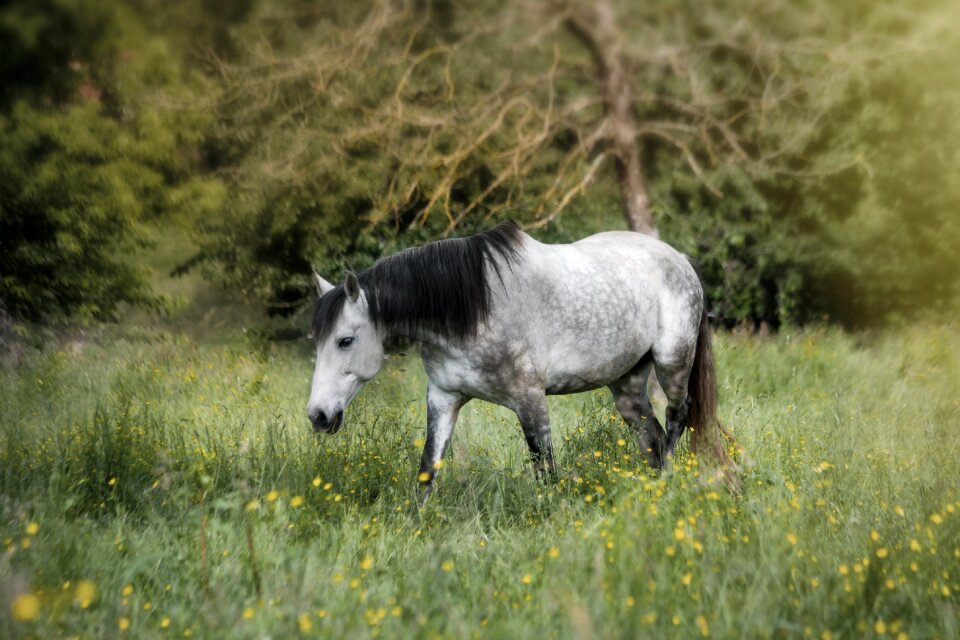 Pasture dreamy horse head