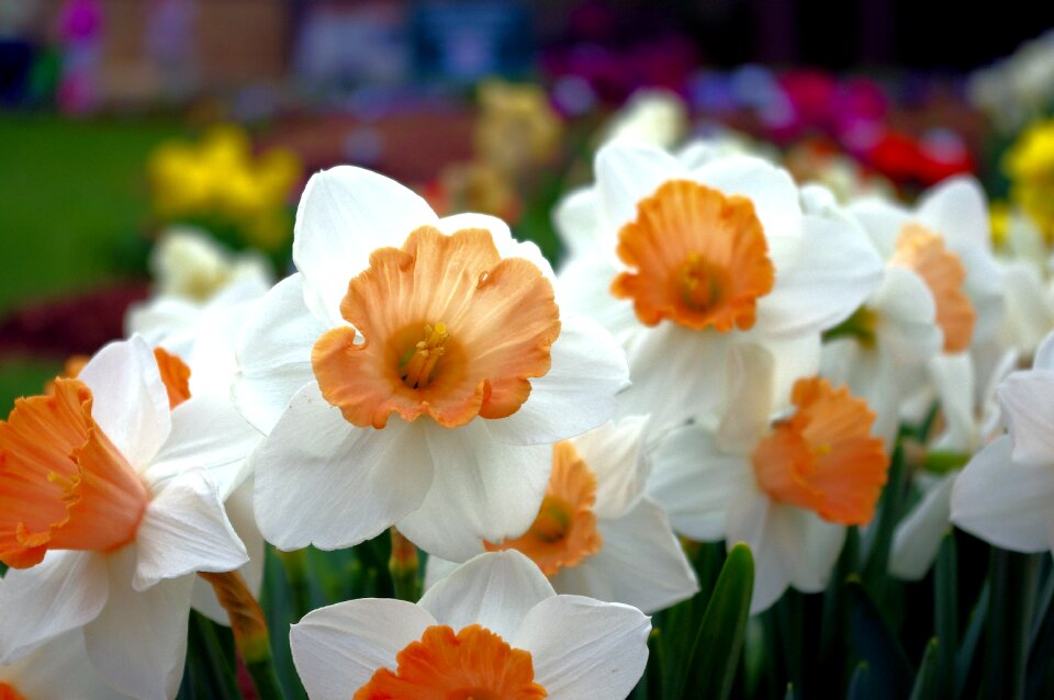 Spring nature daffodil photo