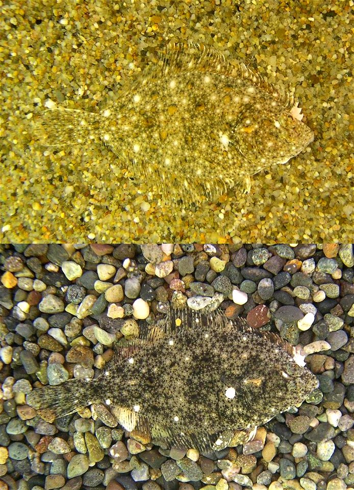 Two stone flounders (Kareius bicoloratus) blend into their environment by changing their color.