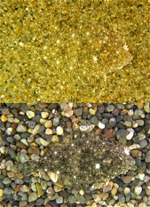 Two stone flounders (Kareius bicoloratus) blend into their environment by changing their color.