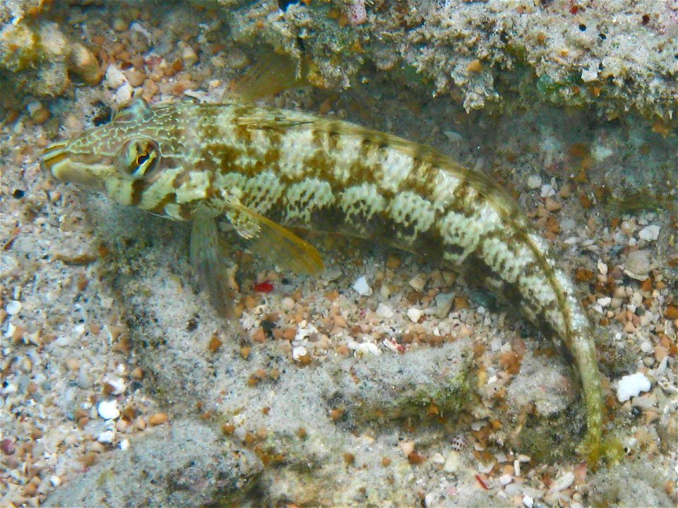 Cylindrical sandperch (Parapercis cylindrica), Gili Air, Indonesia
