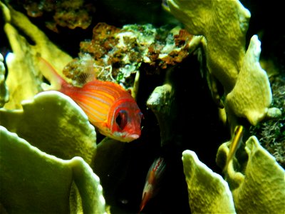 Sargocentron coruscum