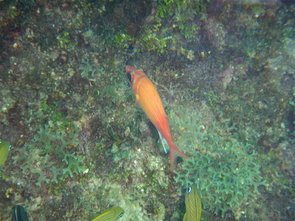 Sargocentron coruscum