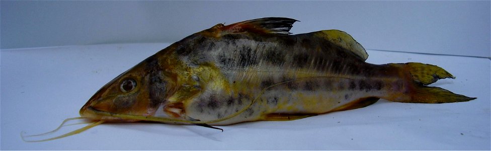 Iheringichthys labrosus from Rio Uruguay photo